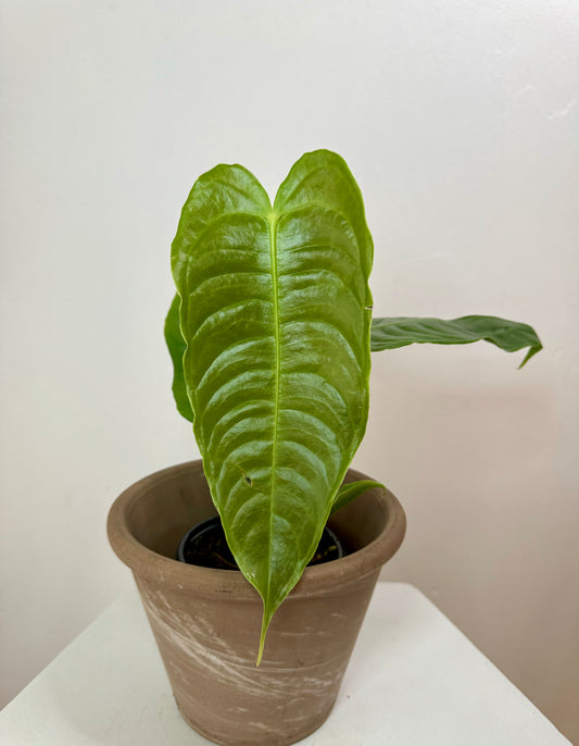 4.5" Anthurium Veitchii 'King'