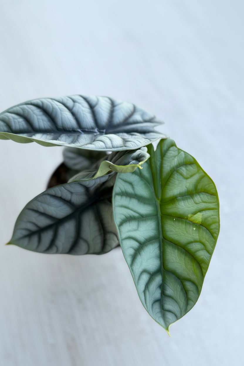 6” Alocasia Silver Dragon