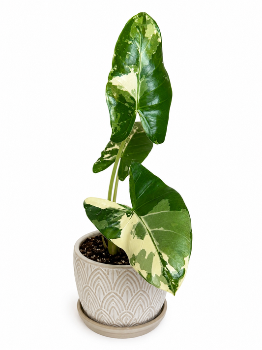 4" Alocasia Okinawa Variegated