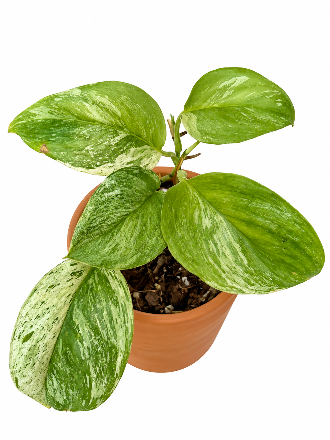 3” Scindapsus Treubii 'Moonlight' Marble