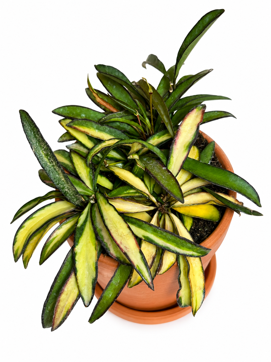 6” Hoya Wayetti Tricolor
