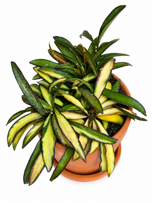 6” Hoya Wayetti Tricolor