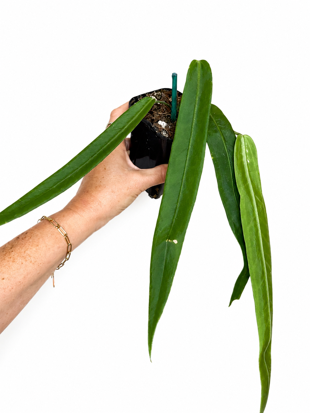 3" Anthurium Pallidiflorum
