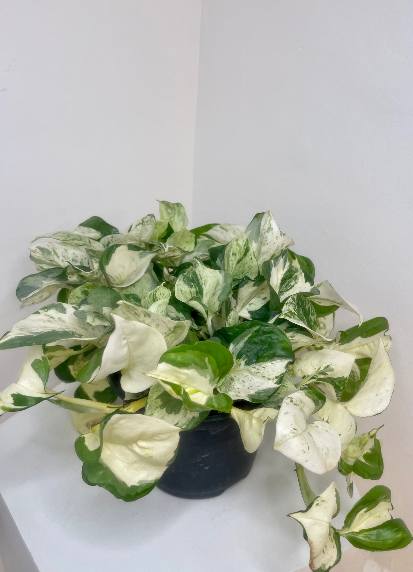 8” Manjula Pothos