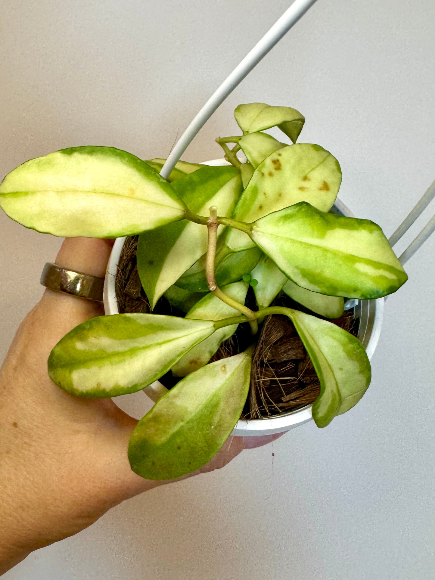 3” Hoya Walliniana Variegated