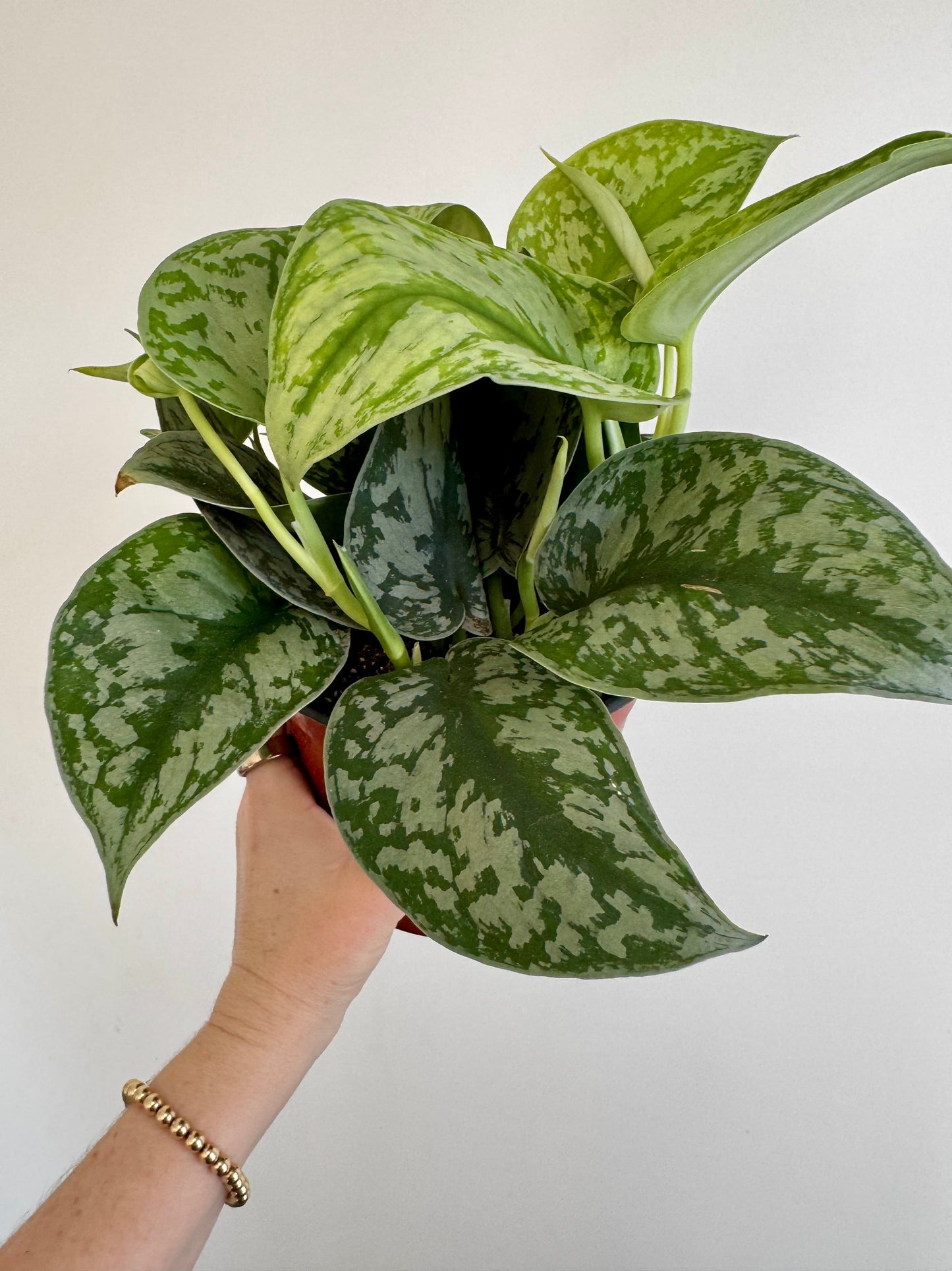 6” Scindapsus Pictus Exotica 'Satin Pothos'