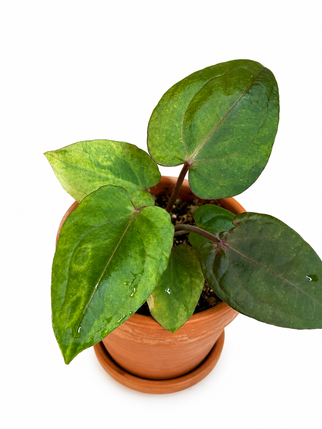 3" Anthurium Papillilaminum Variegated