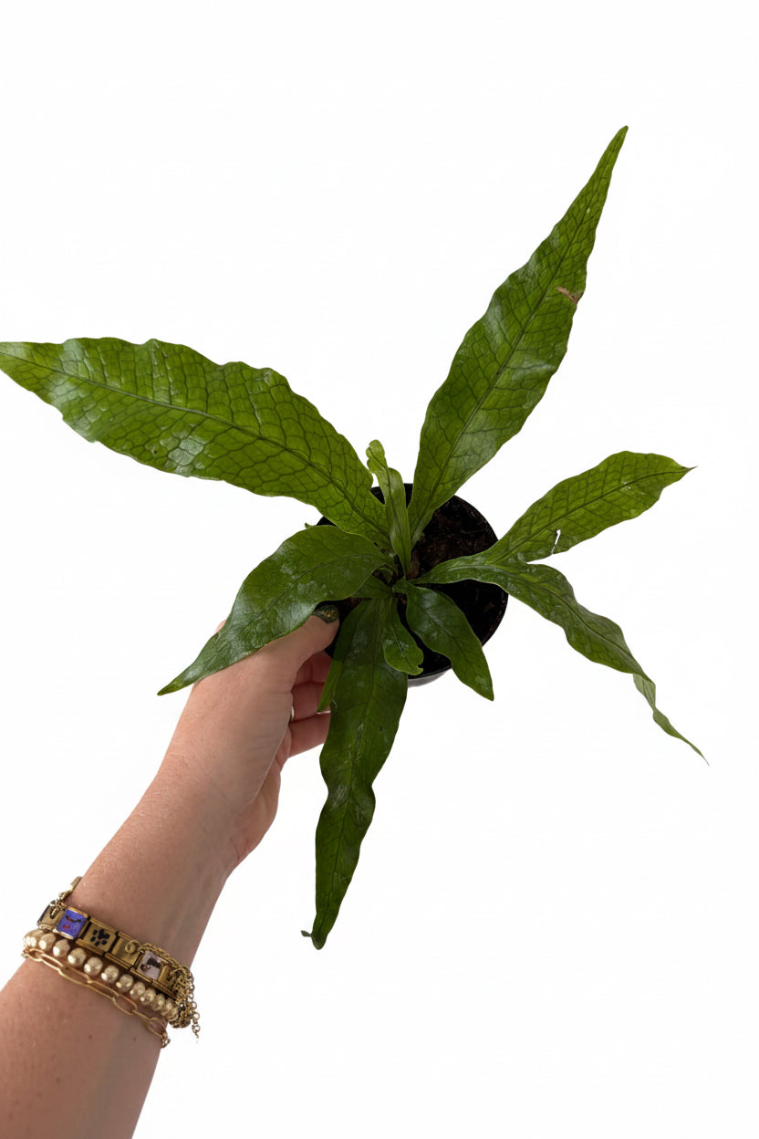 4” Crocodile Fern (Microsorum musifolium ‘Crocodyllus’)
