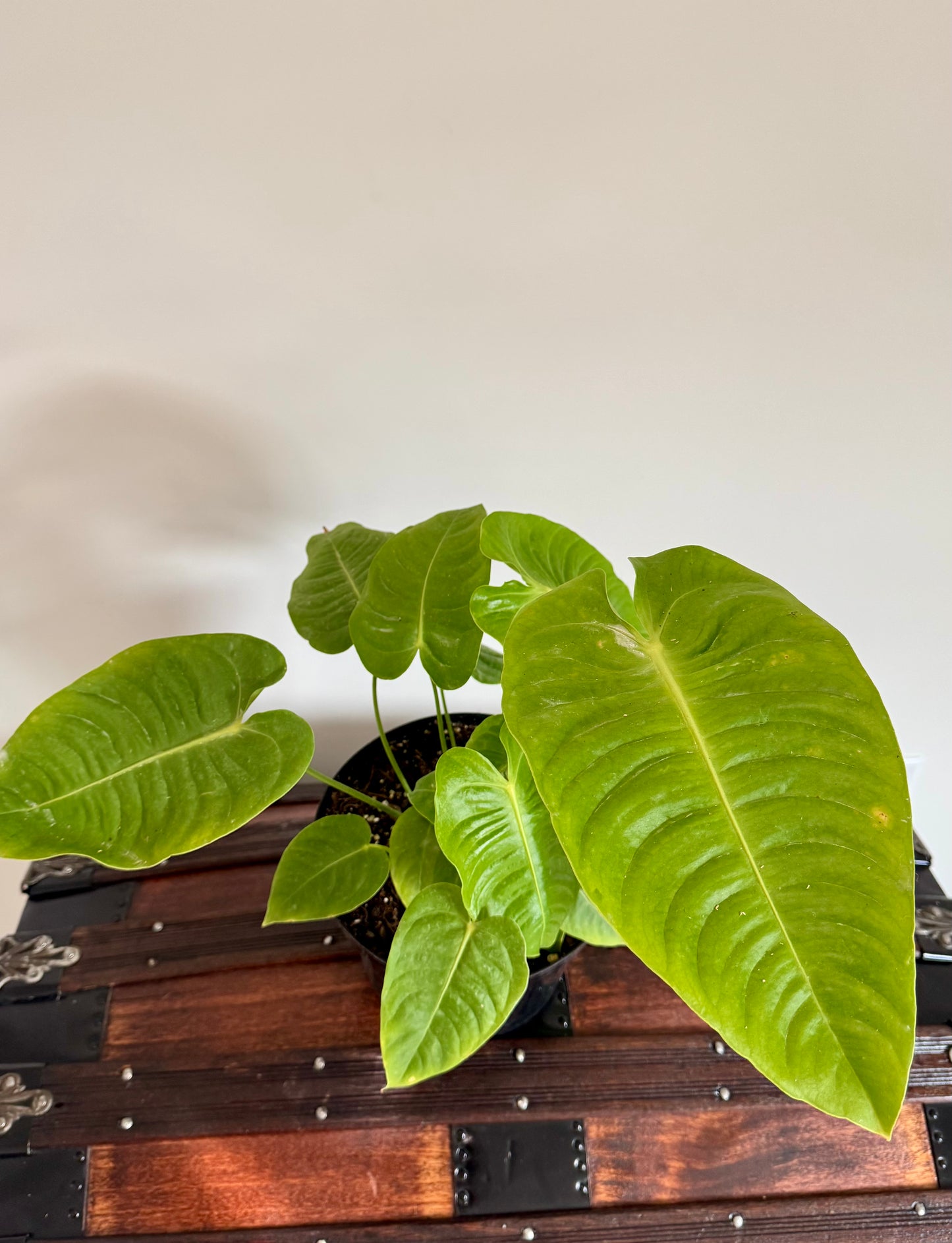 8" Anthurium Veitchii 'King' (Extra Mature Size)