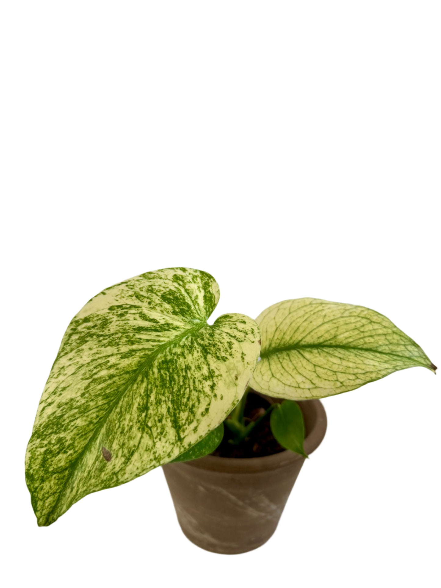 4” Monstera Deliciosa Mint