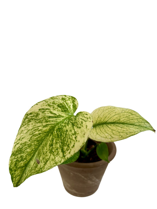 4” Monstera Deliciosa Mint