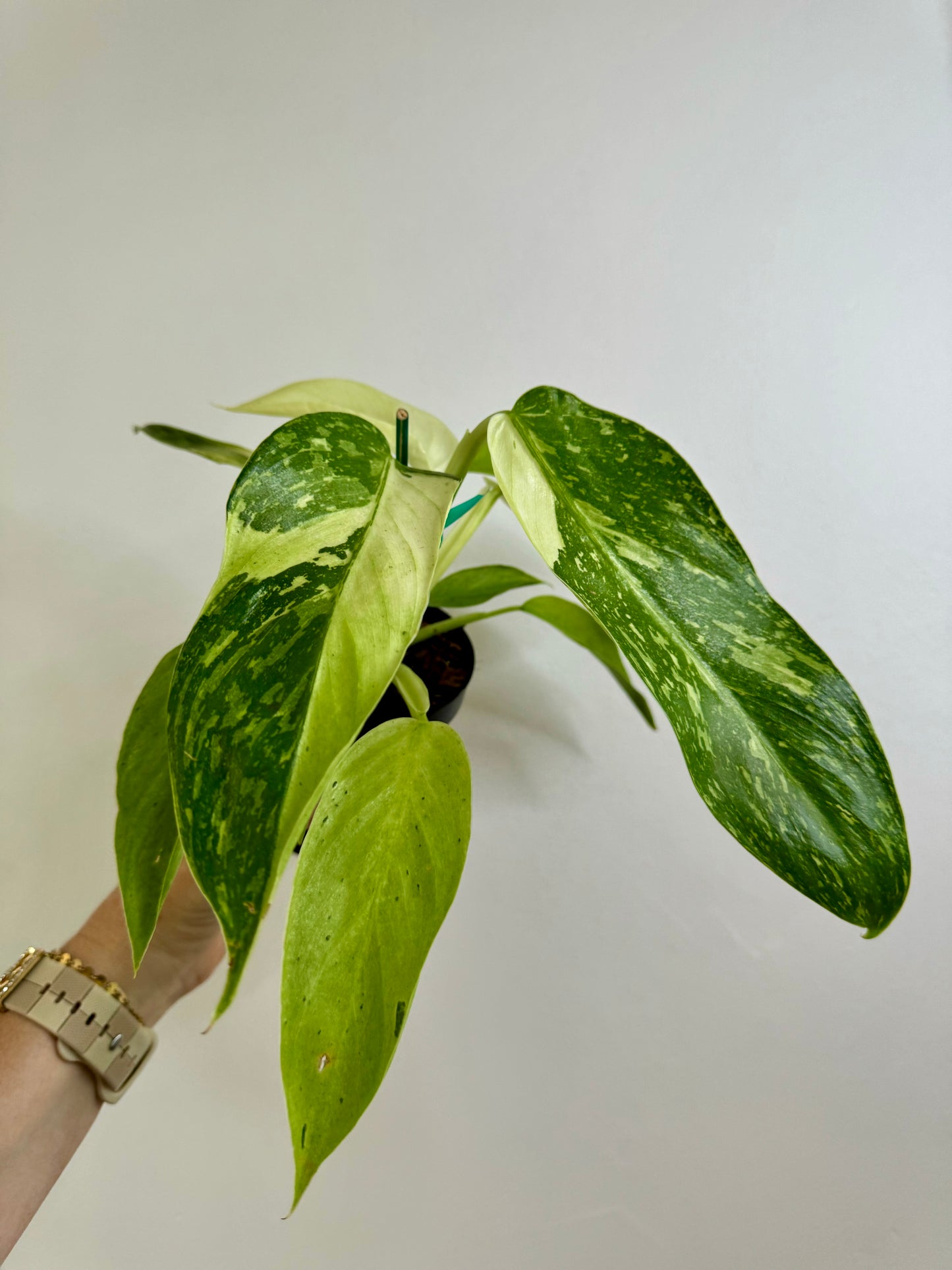 4” Philodendron Jose Buono - High Variegation