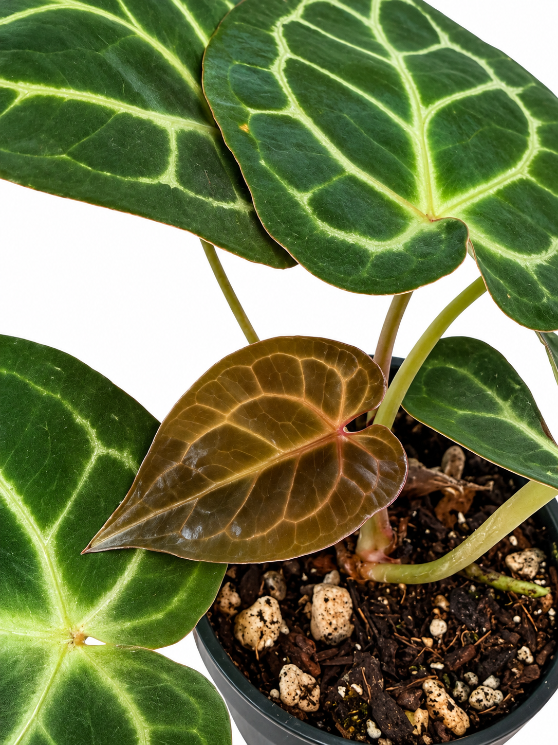 4” Anthurium (RC Dorayaki) x RC