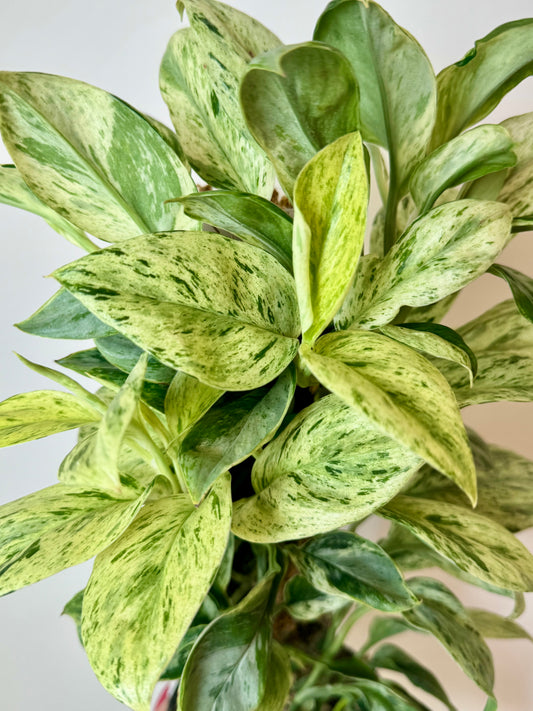 4” Scindapsus Treubii 'Moonlight' Marble