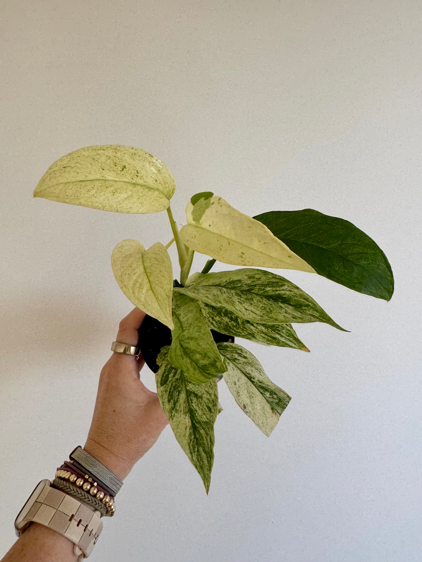 3" Monstera Laniata Variegated