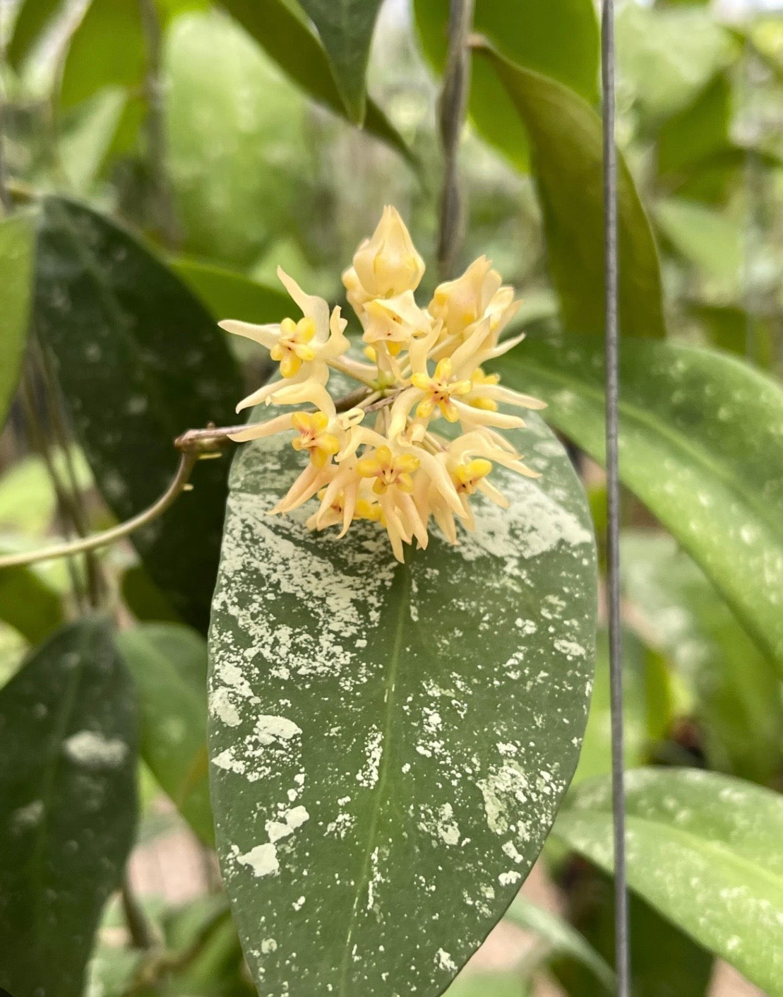 3" Hoya sp. UT 168 (Hoya Ruthiae)