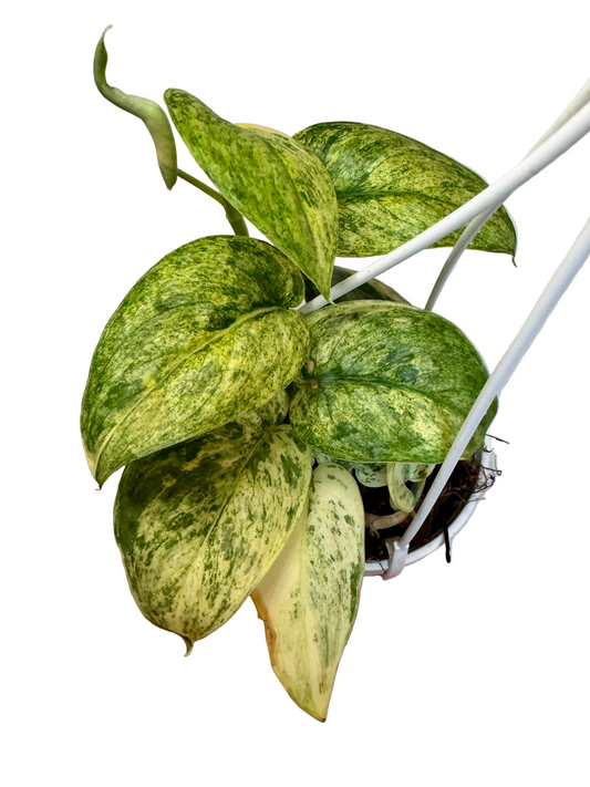 3" Scindapsus Jade Satin Crème Brûlée