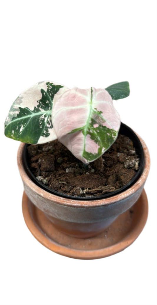 3” Alocasia ‘Black Velvet’ Pink Variegated