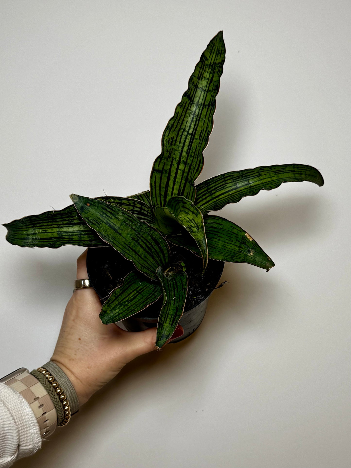 4” Sansevieria Cleopatra