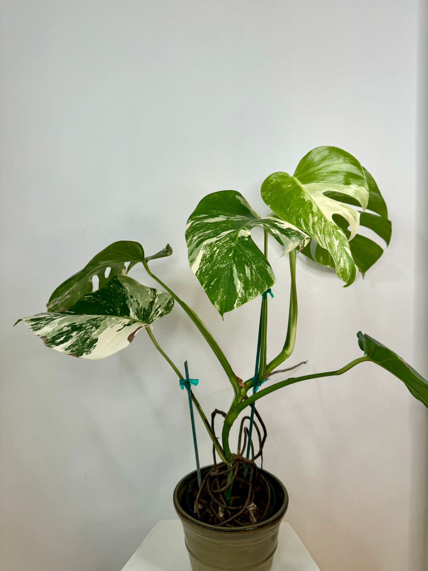 5" Monstera Albo