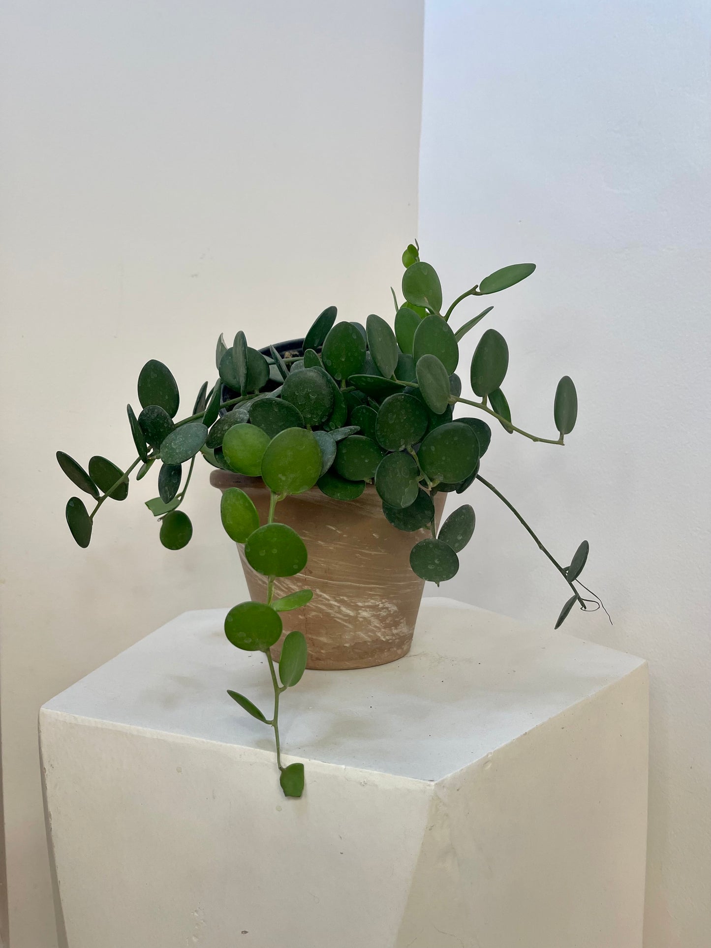 6" Silver Dollar Vine 'Xerosocyos Dangui"