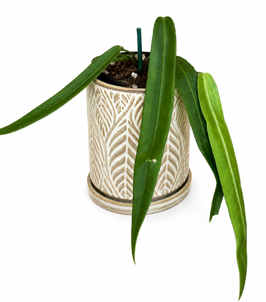 3" Anthurium Pallidiflorum