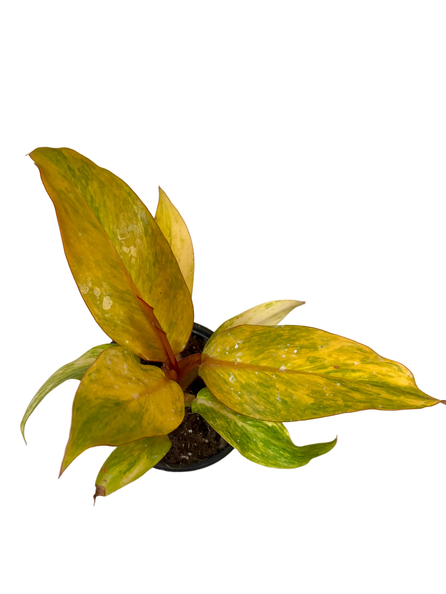 4.5" Philodendron Orange Marmalade