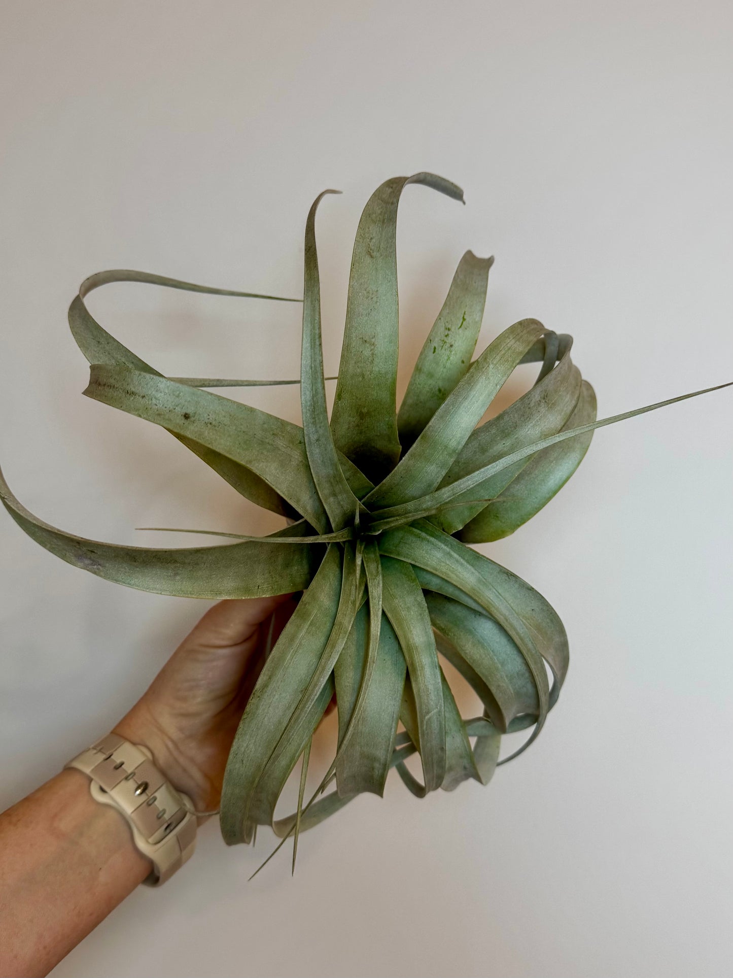 Tillandsia Xerographica (Large)