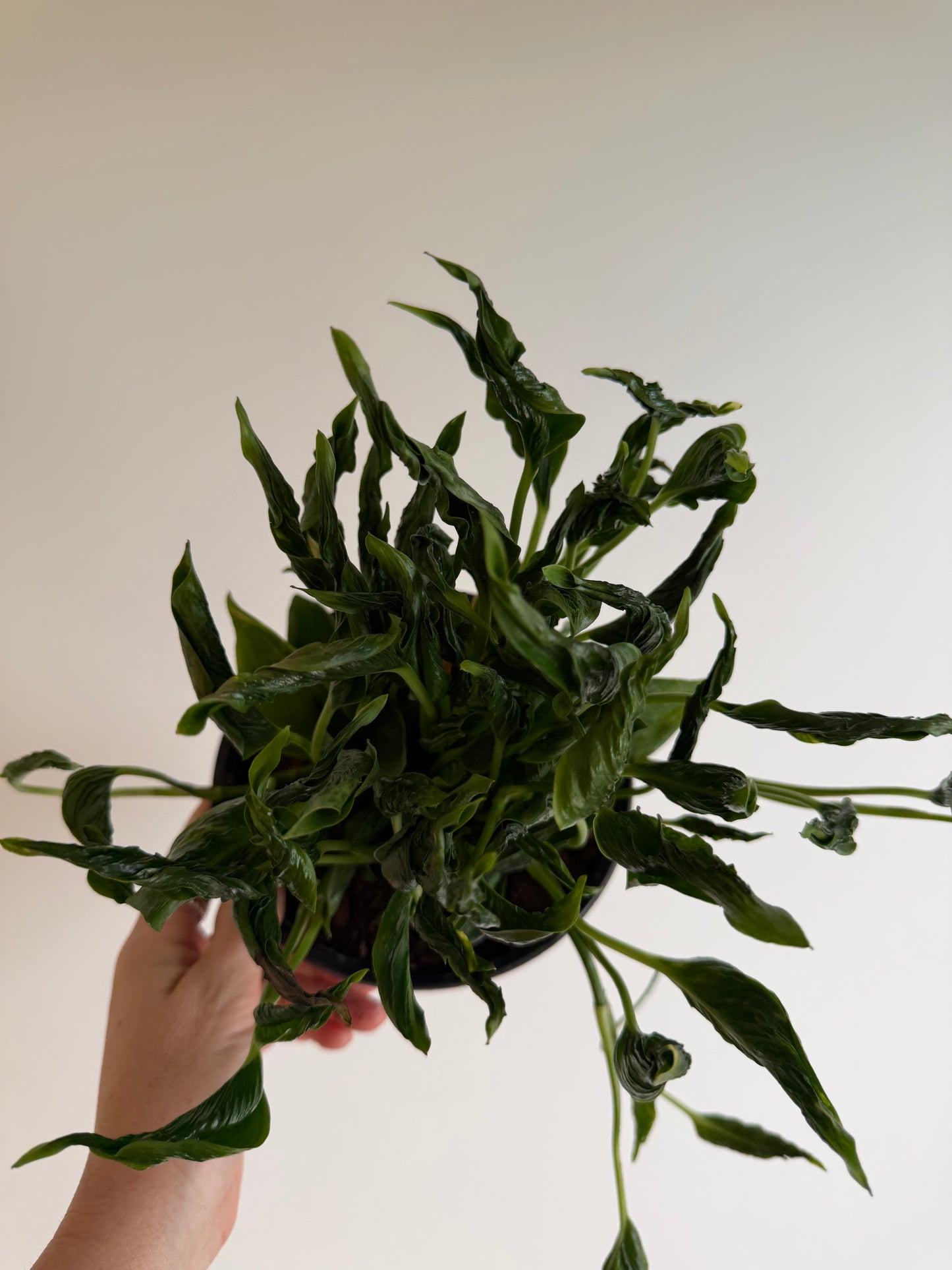 6” Pothos Shangri La