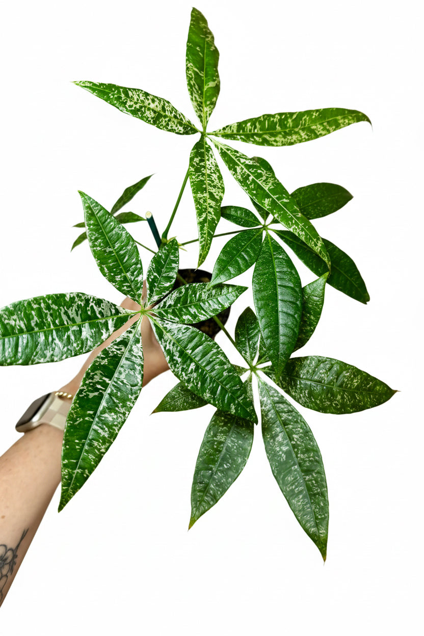 6” Money Tree Variegated