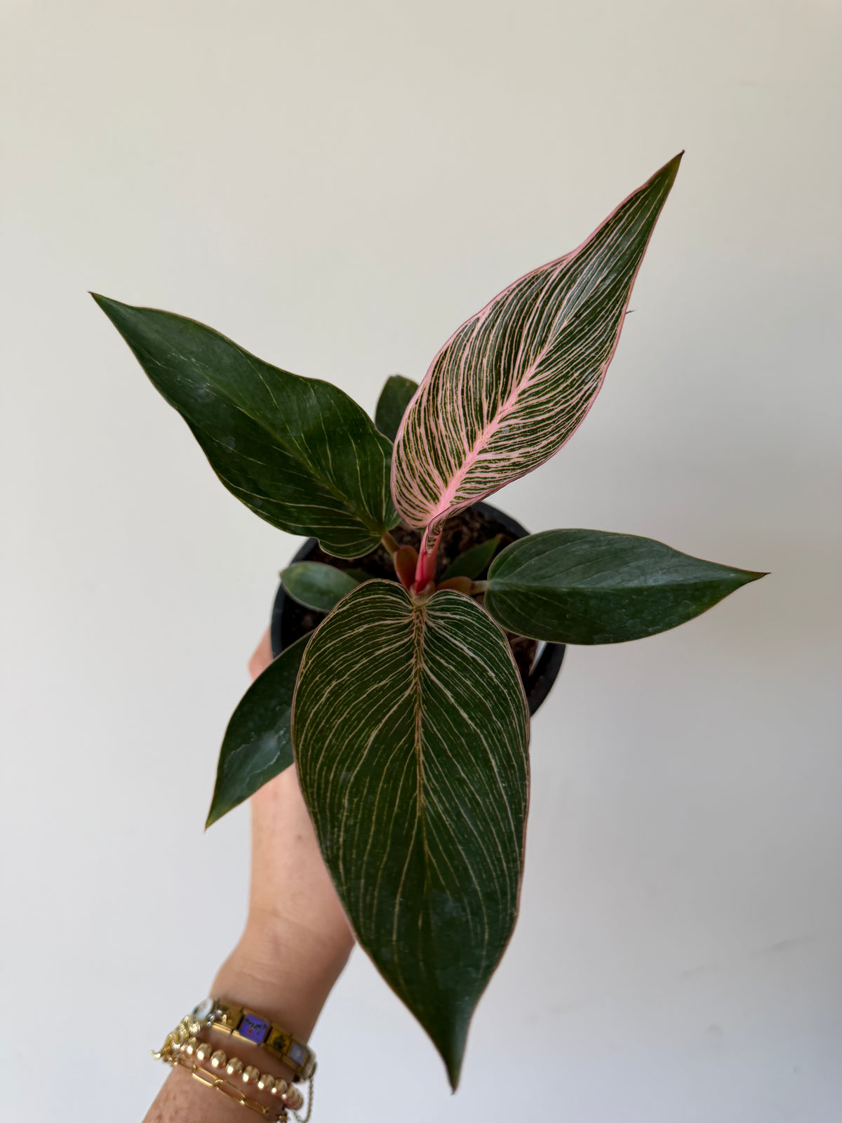 3” Philodendron Pink Birkin