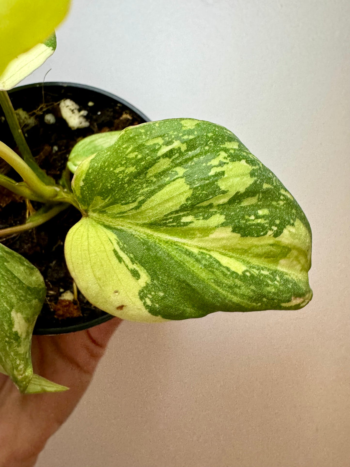 3" Philodendron Gloriosum Variegated