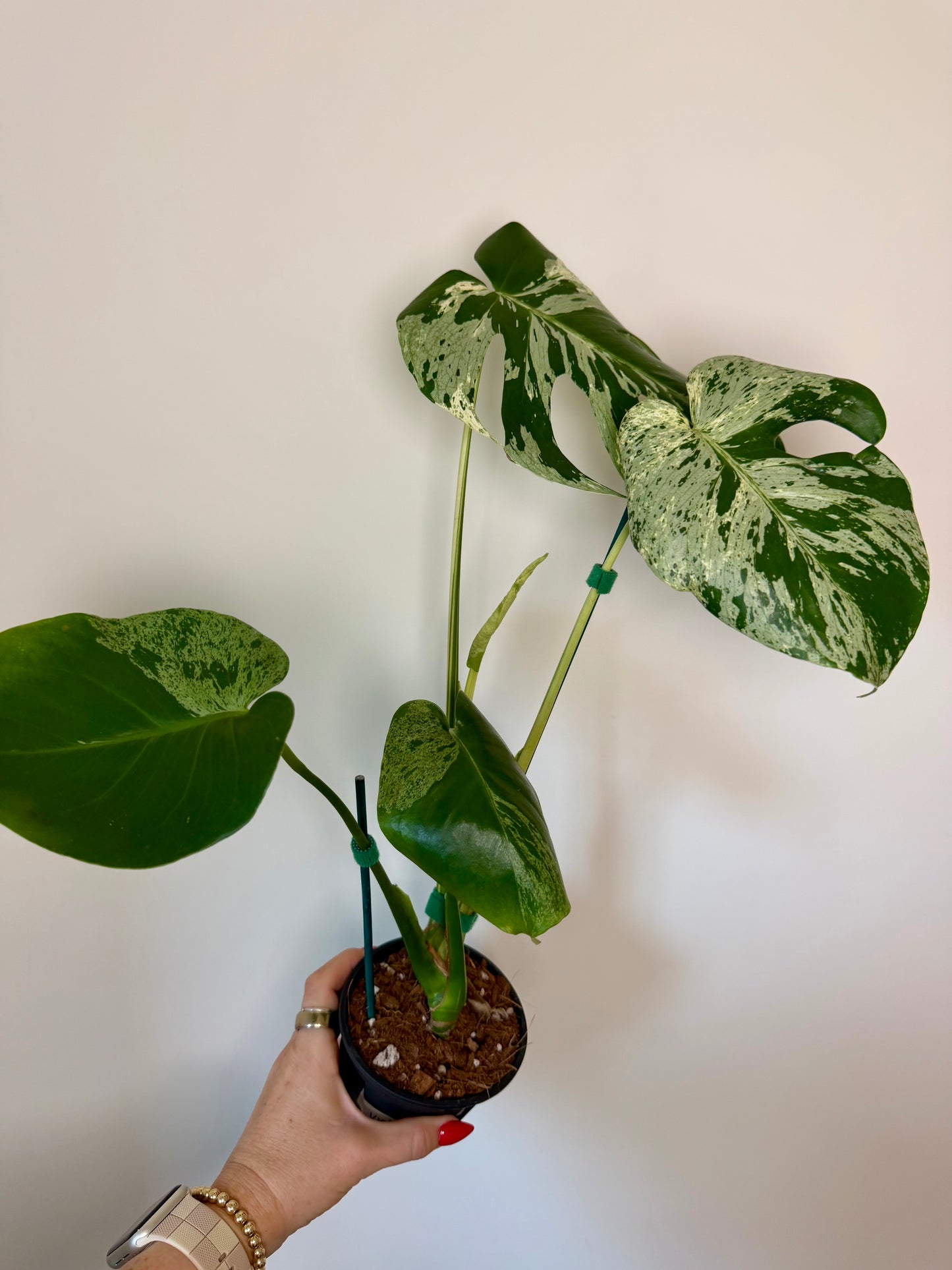 4" Monstera Vietciosa