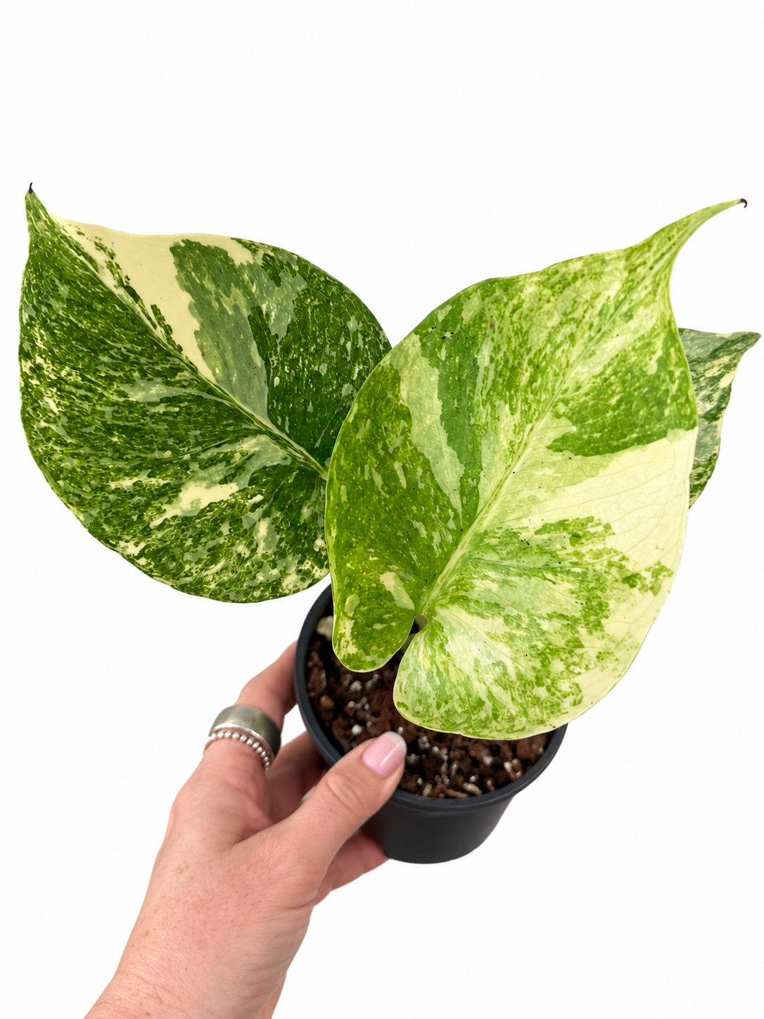 4” Monstera Legacy