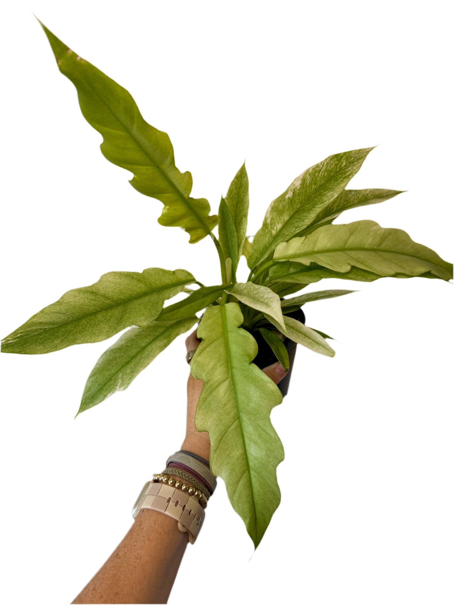 4” Philodendron 'Pluto' Mint Variegated