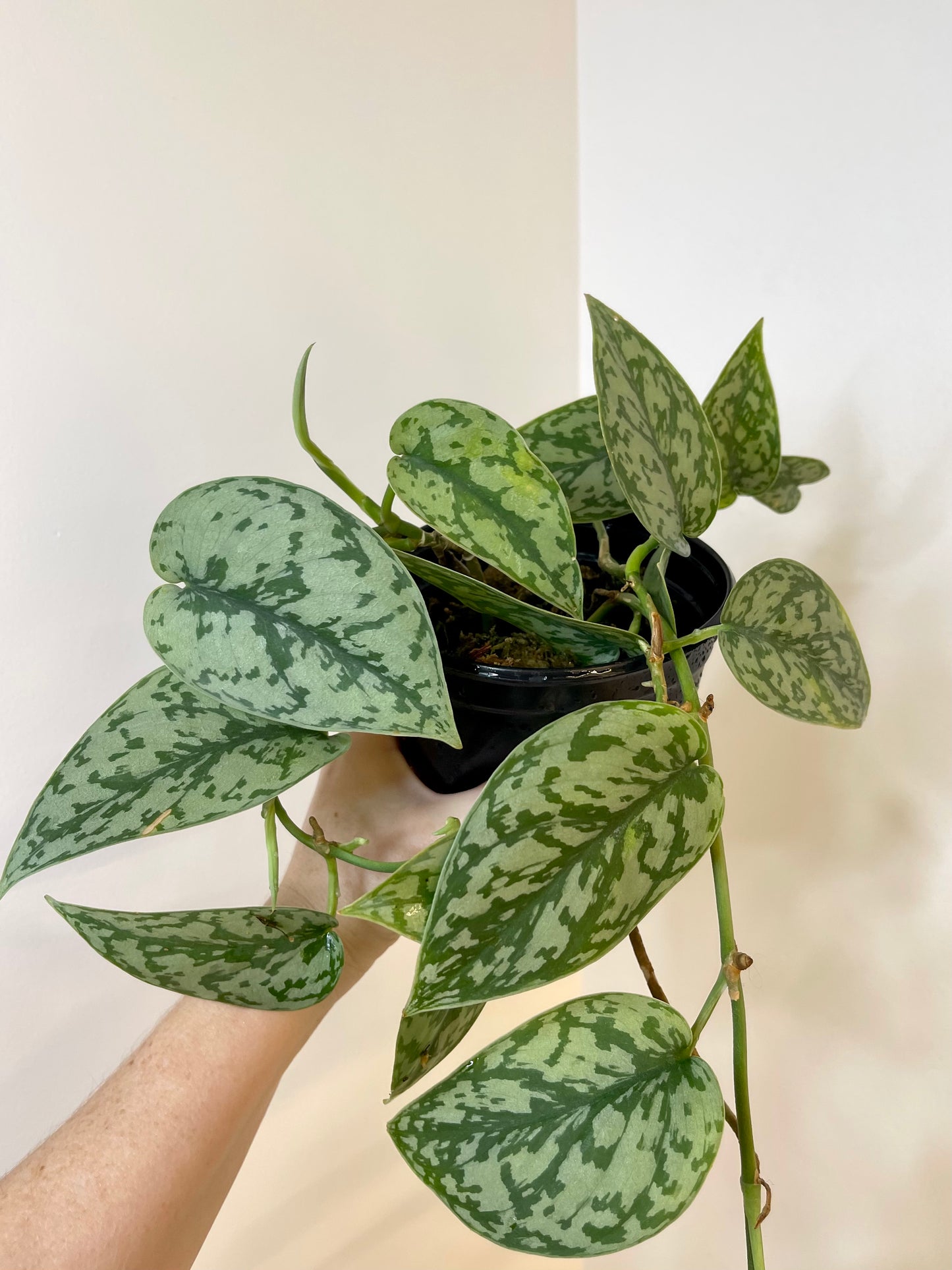 6” Scindapsus Silver Lady