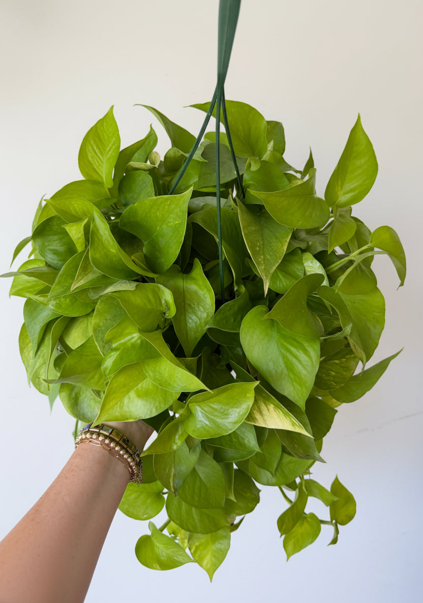 8” Pothos Neon