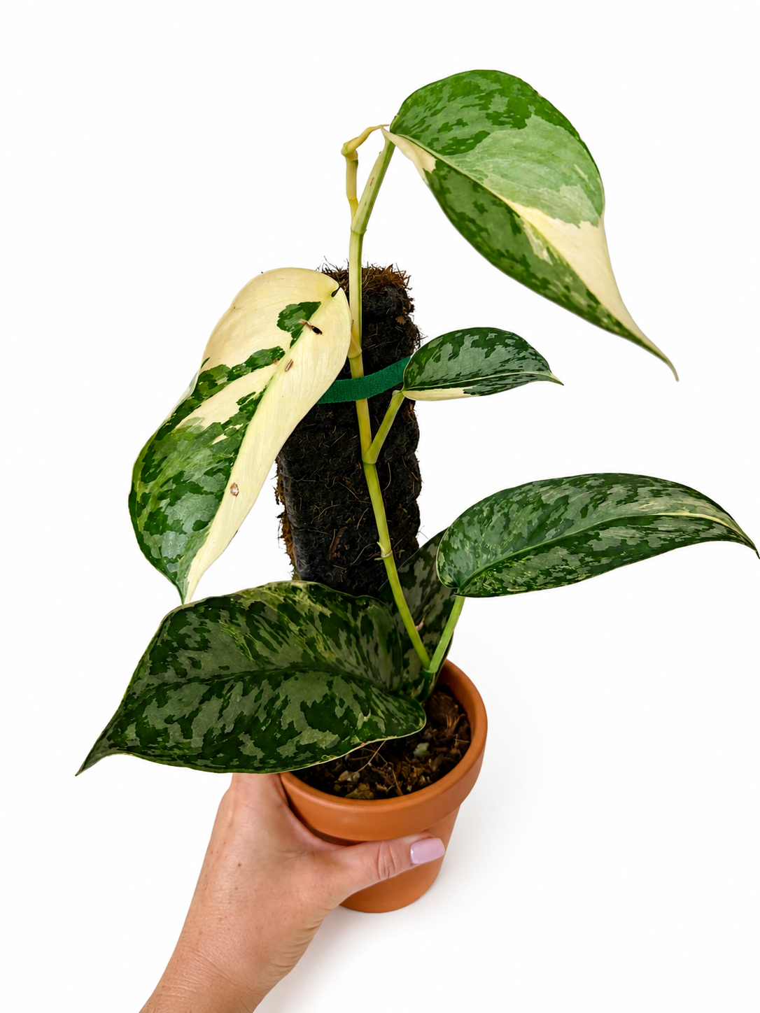 4" Scindapsus Lakambini