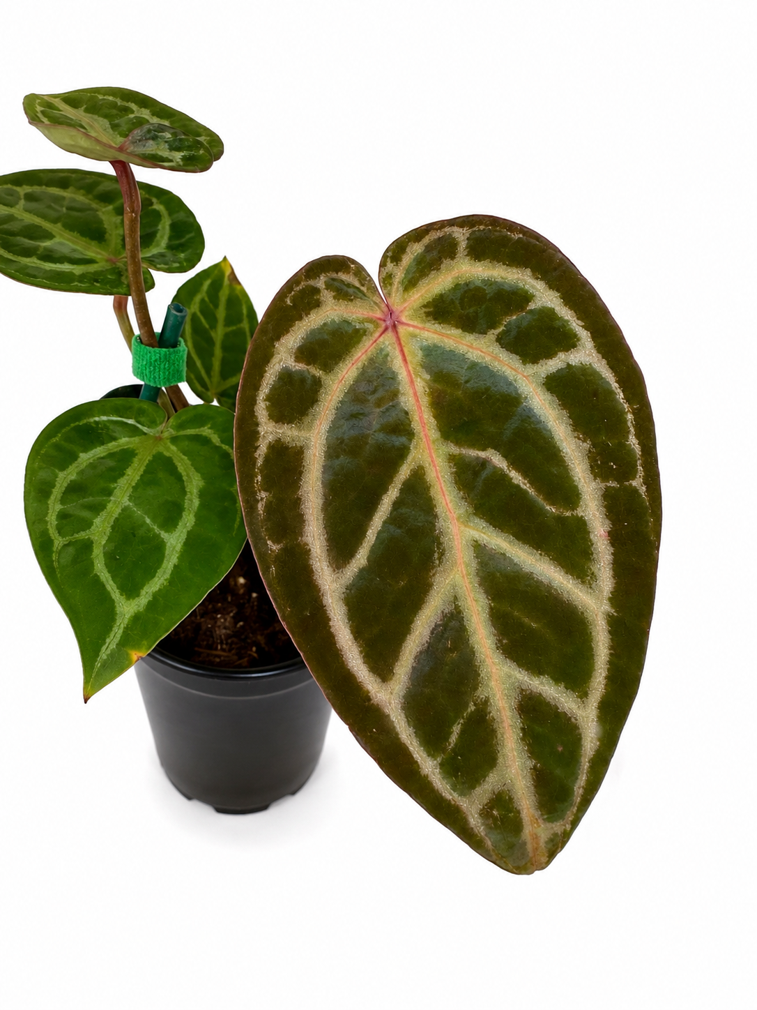 4" Anthurium 'Angela' x 'Black Widow'
