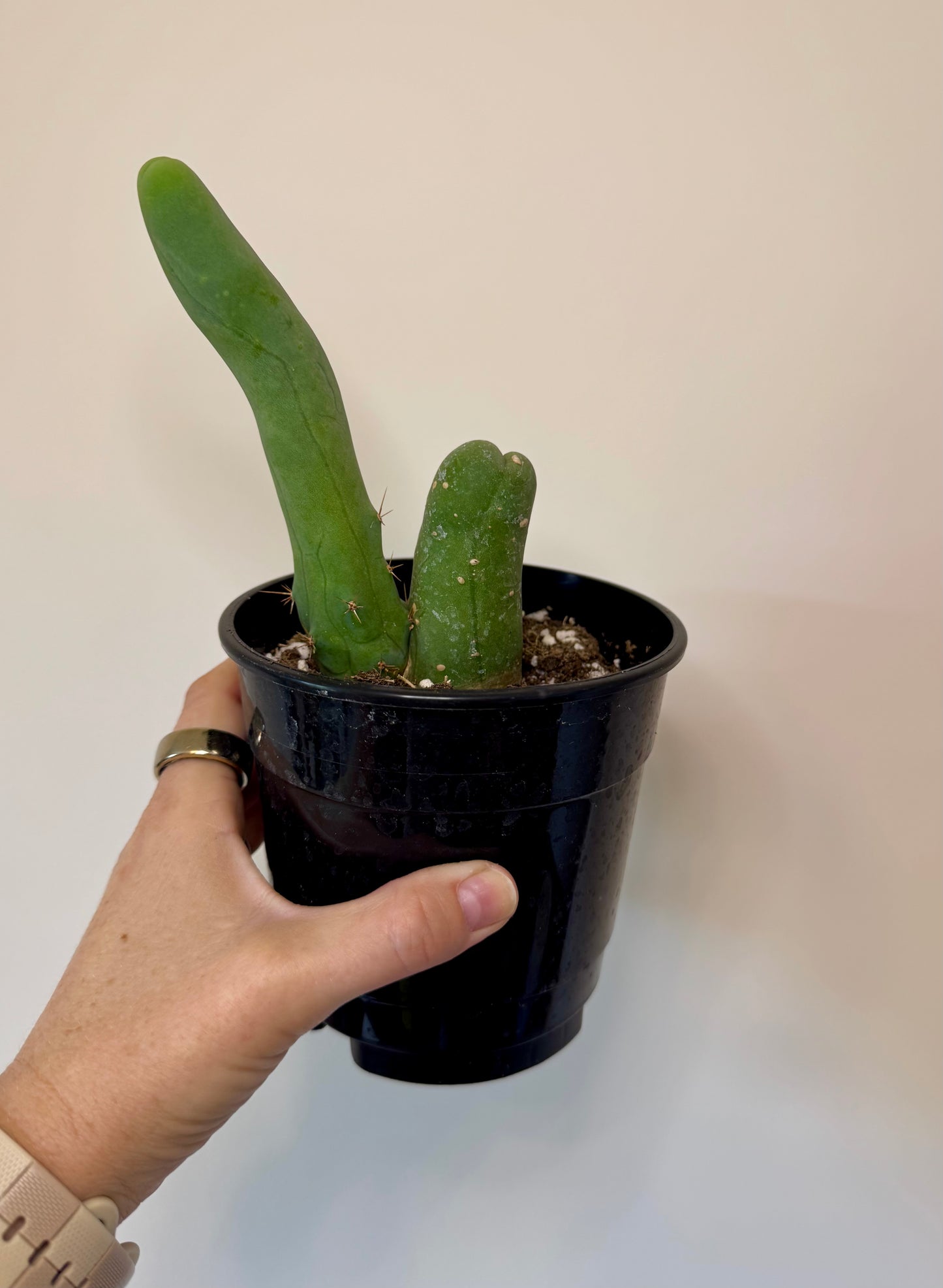 5" Trichocereus bridgesii monstrose ‘Inermis’ | 'PEN15 Cactus'