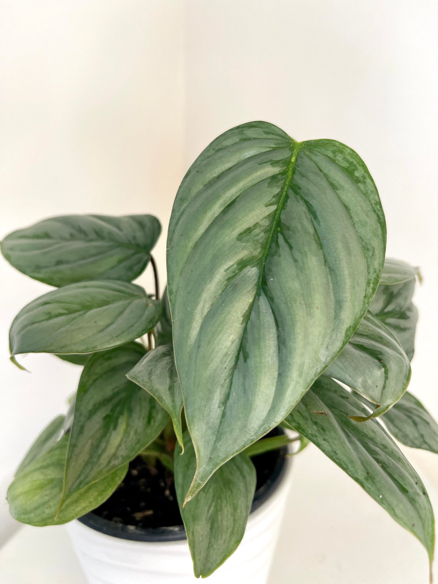 6” Philodendron Sodiroi Totem