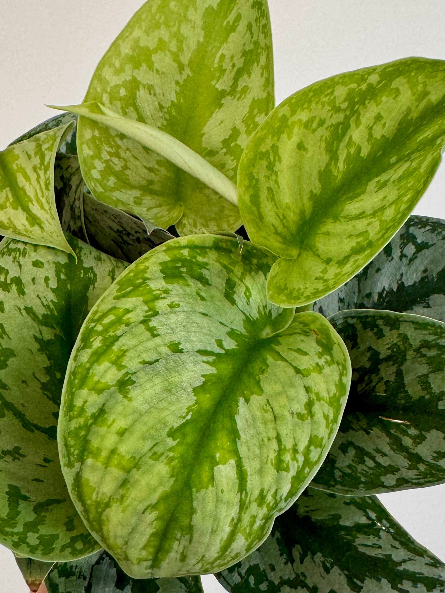 6” Scindapsus Pictus Exotica 'Satin Pothos'