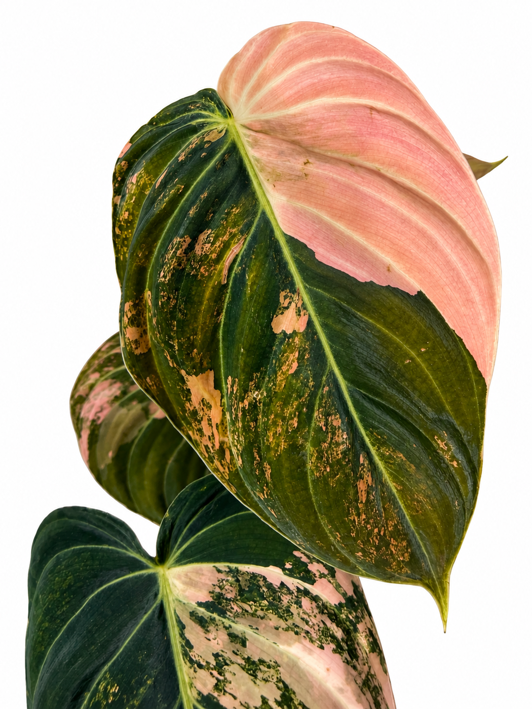 3” Philodendron Melanochrysum Variegated (Orange)