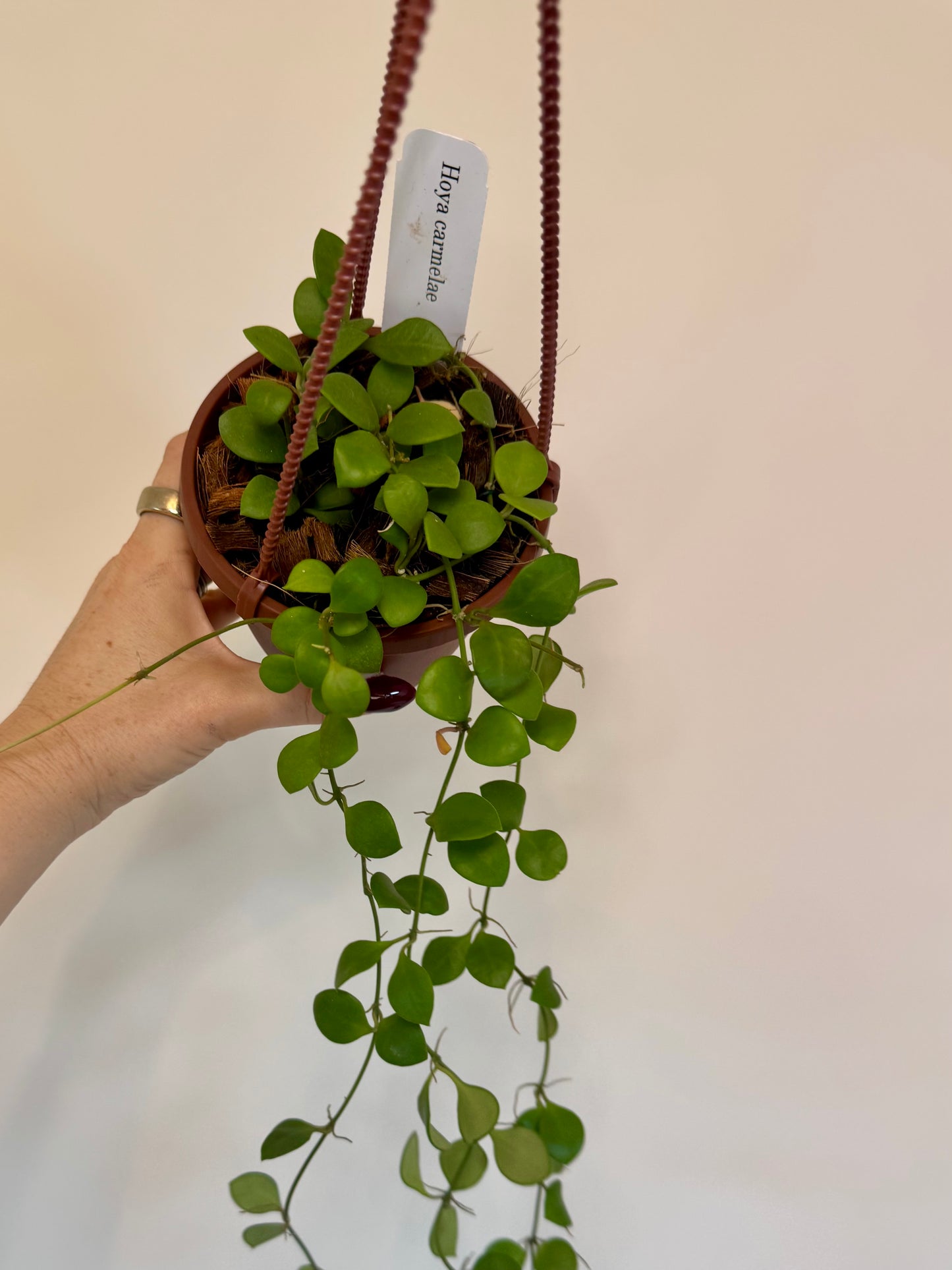 4” Hoya Carmelae