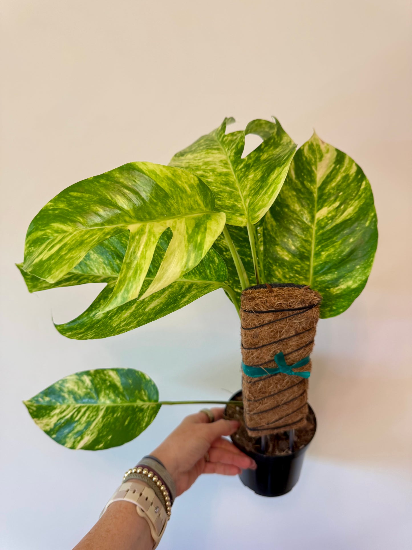 6" Epipremnum Pinnatum 'Yellow Flame' (fenestrated)