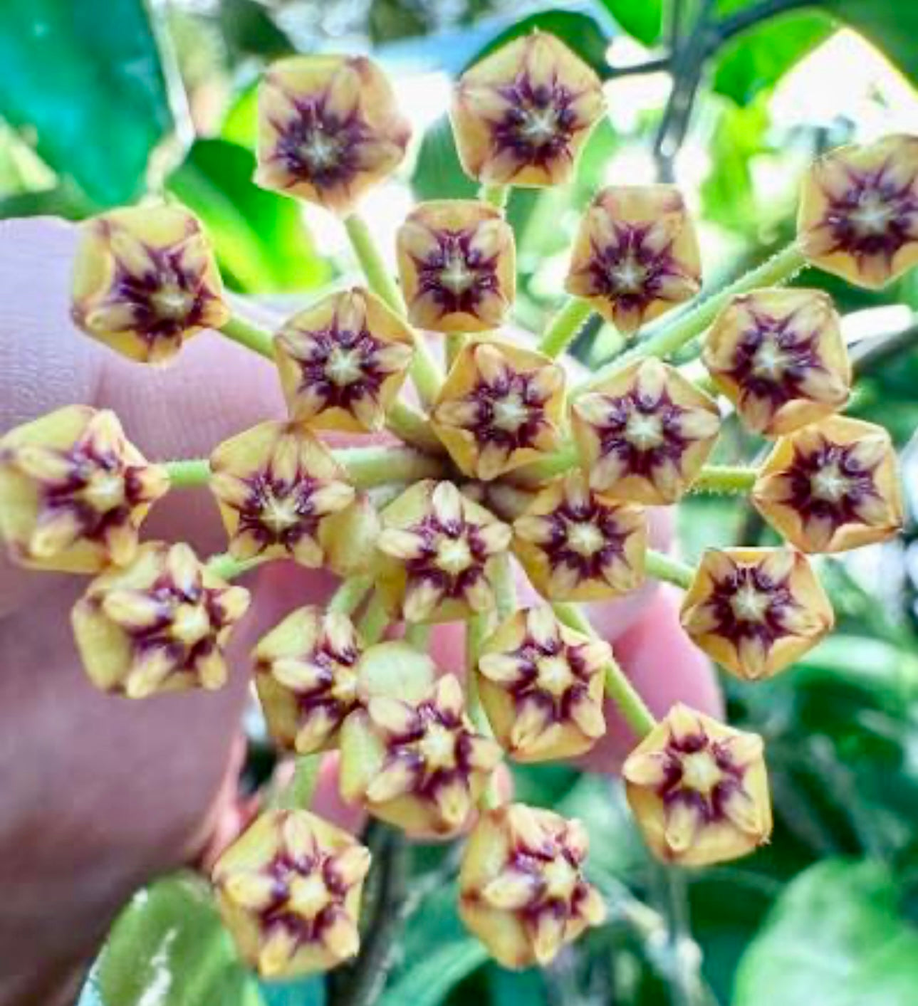 3" Hoya Aceh Gomas