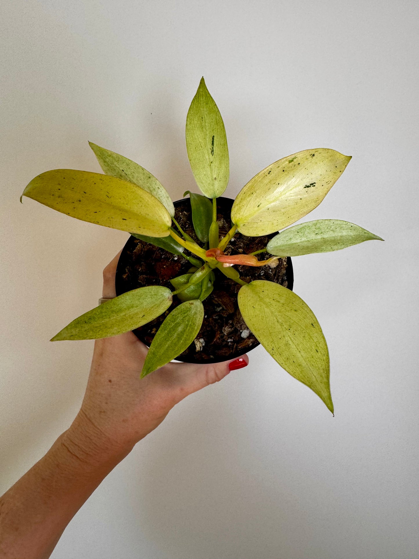 4" Philodendron Whipple Way