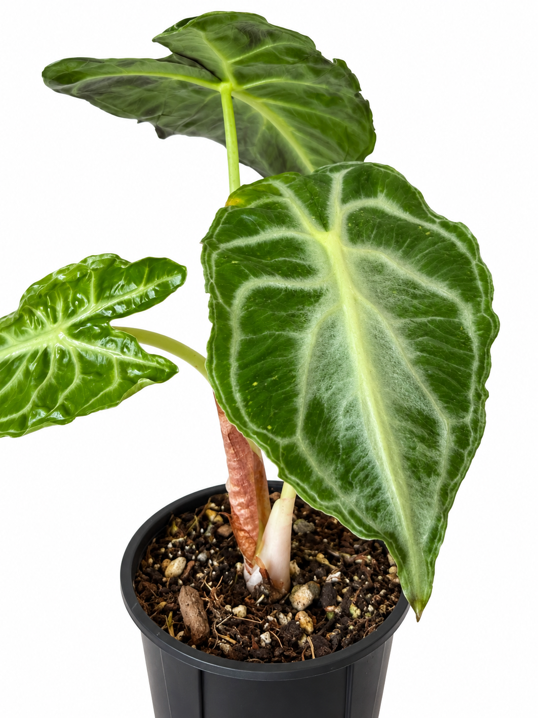 4” Alocasia Venom