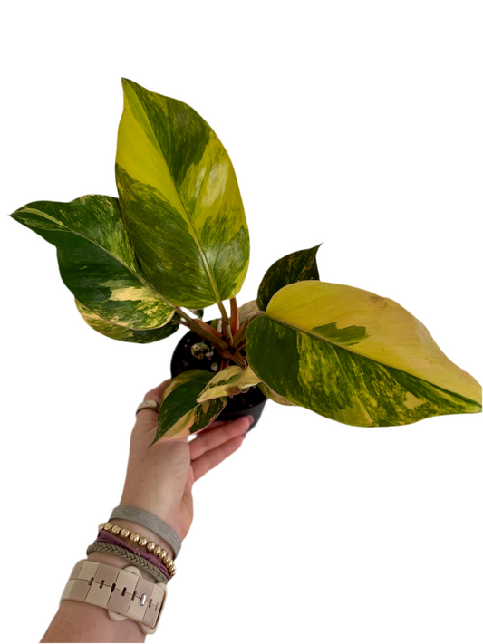 4" Philodendron Red Congo Variegated