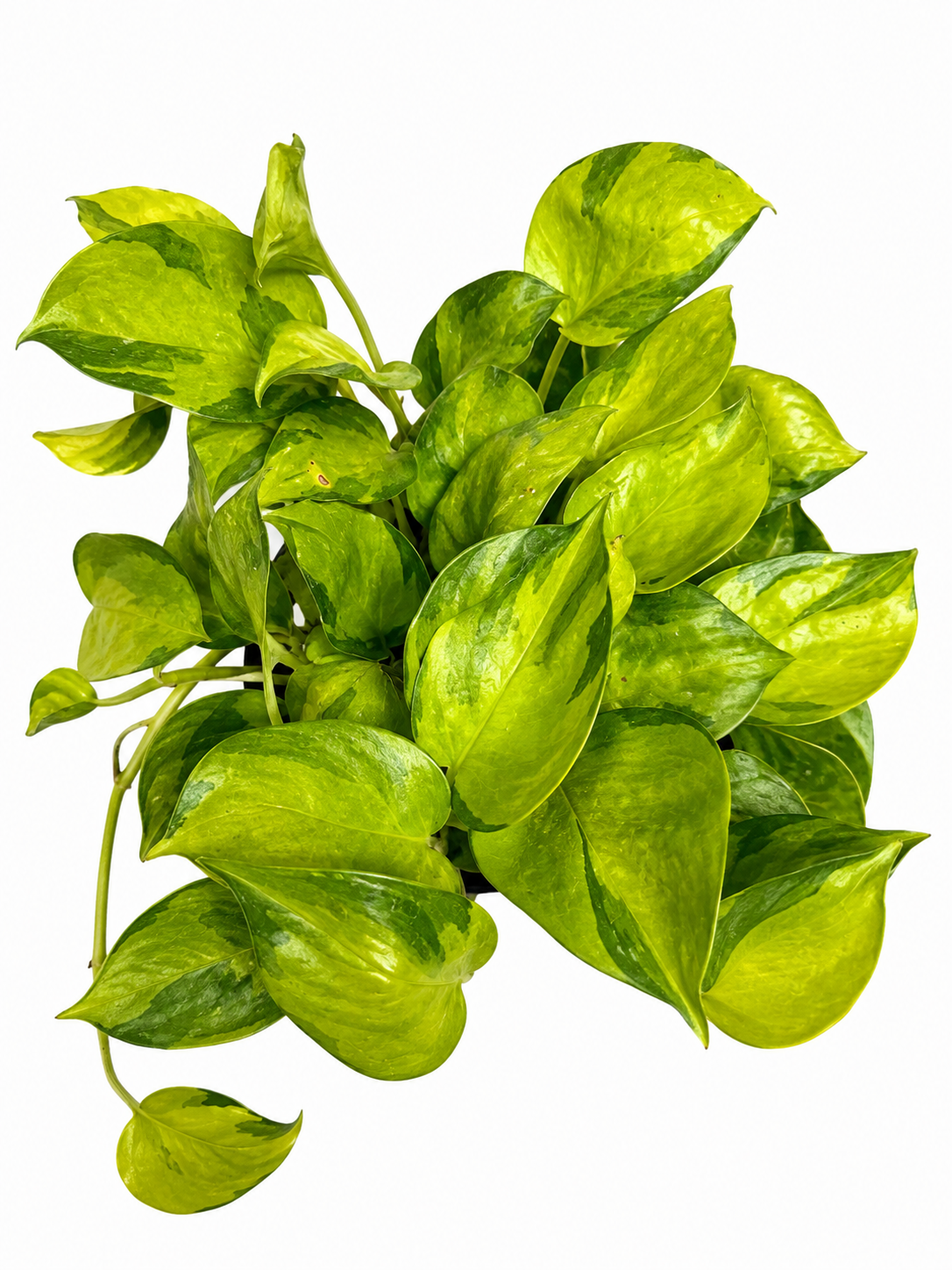 6" Neon Joy Pothos
